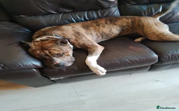 Mixed Breed dogs for sale: American bulldog 3 years old  - Image 3