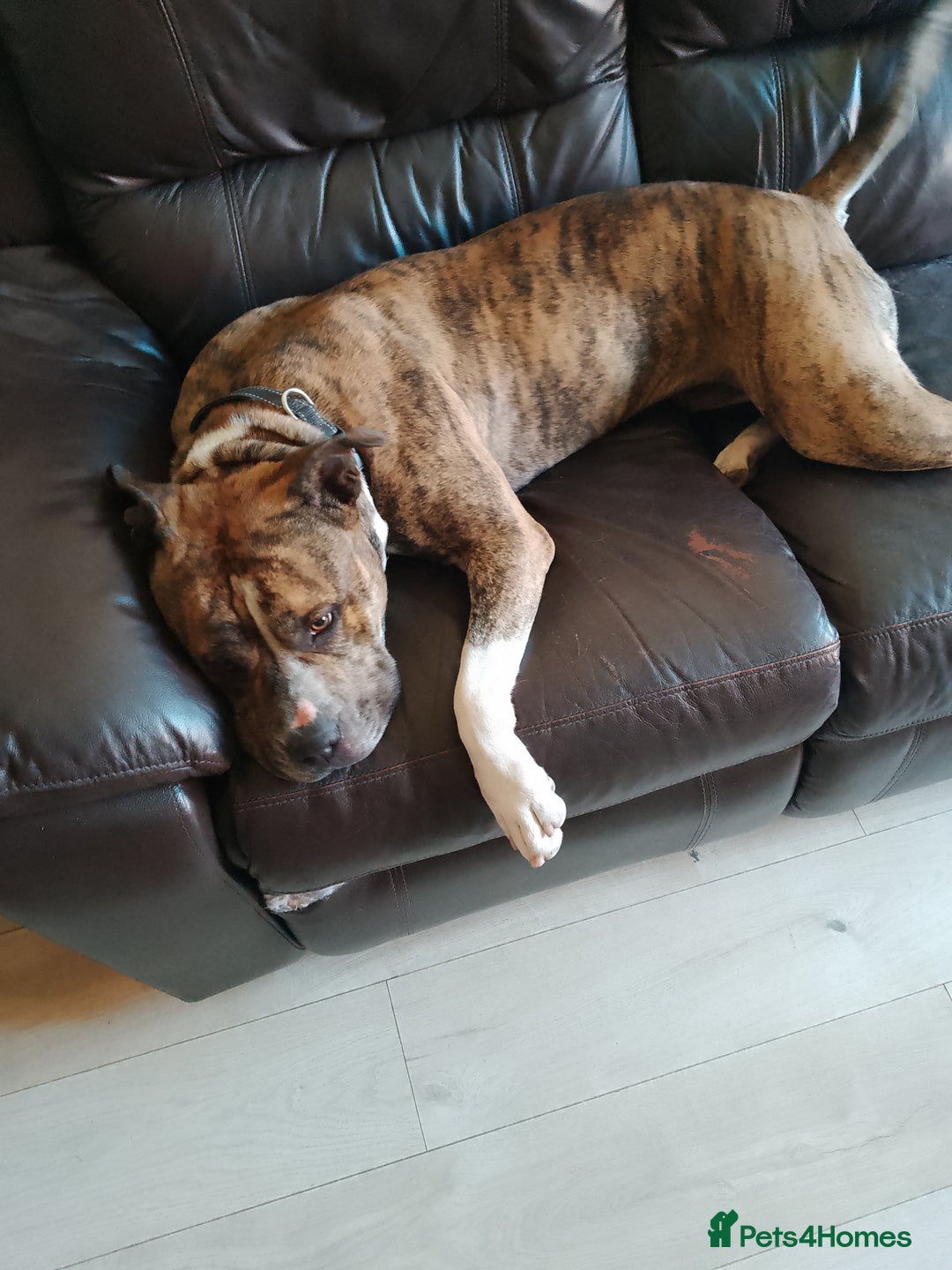 Mixed Breed dogs for sale: American bulldog 3 years old  - Image 3