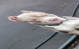 Mixed Breed dogs for sale: Caine corso/ American bully 10 weeks - Advert 19