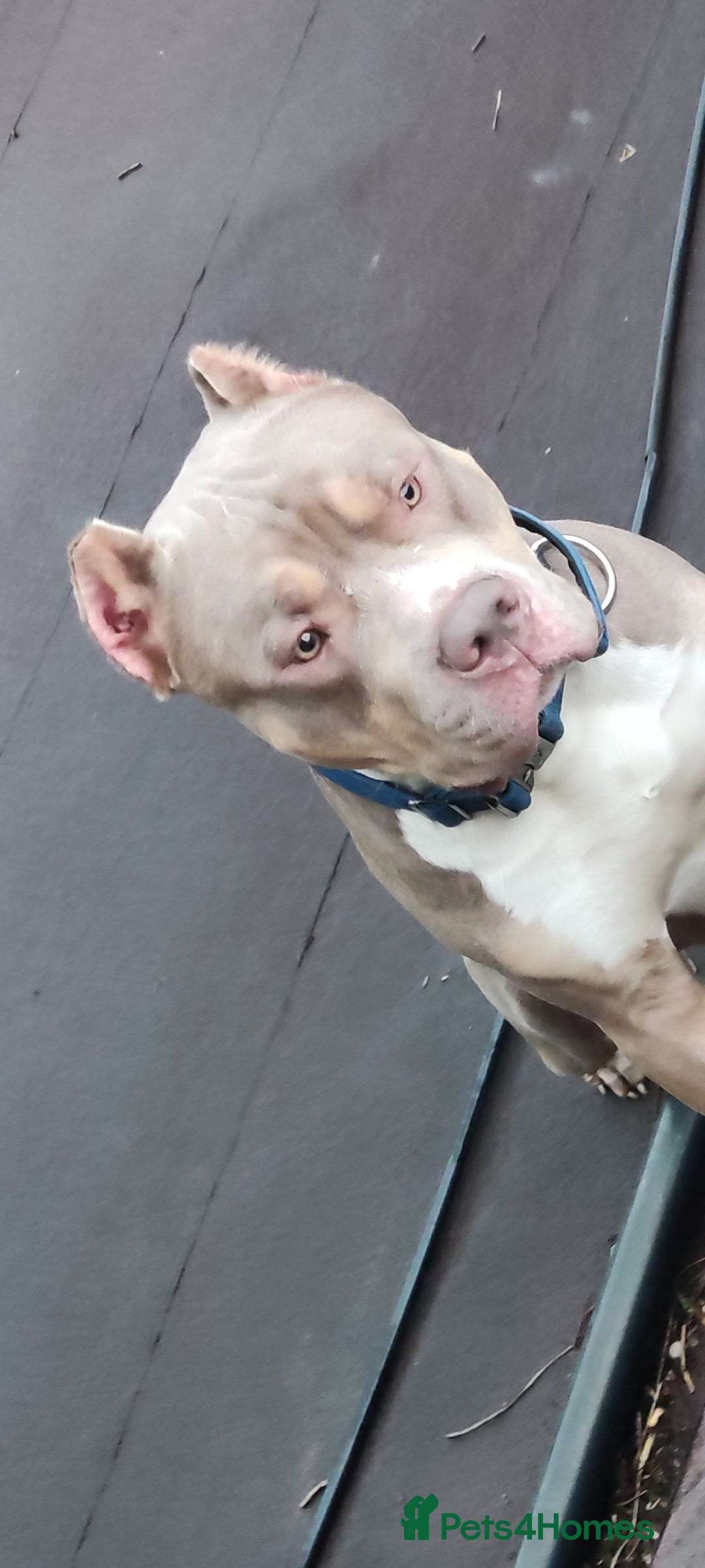 Mixed Breed dogs for sale: Caine corso/ American bully 10 weeks - Advert 19