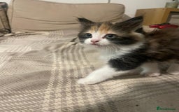 Ragdoll cats for sale: Stunning Half Ragdolls kittens - Image 3