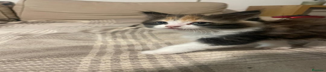 Ragdoll Kitten 2