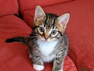 Mixed Breed cats Cute kittens - Advert 1