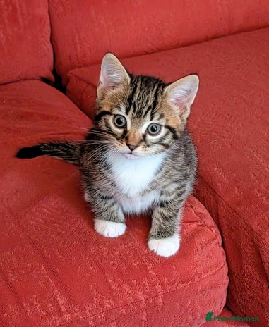 Mixed Breed cats Cute kittens - Advert 1