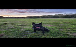 Mixed Breed dogs for sale: German Shepherd x Patterdale - Image 4