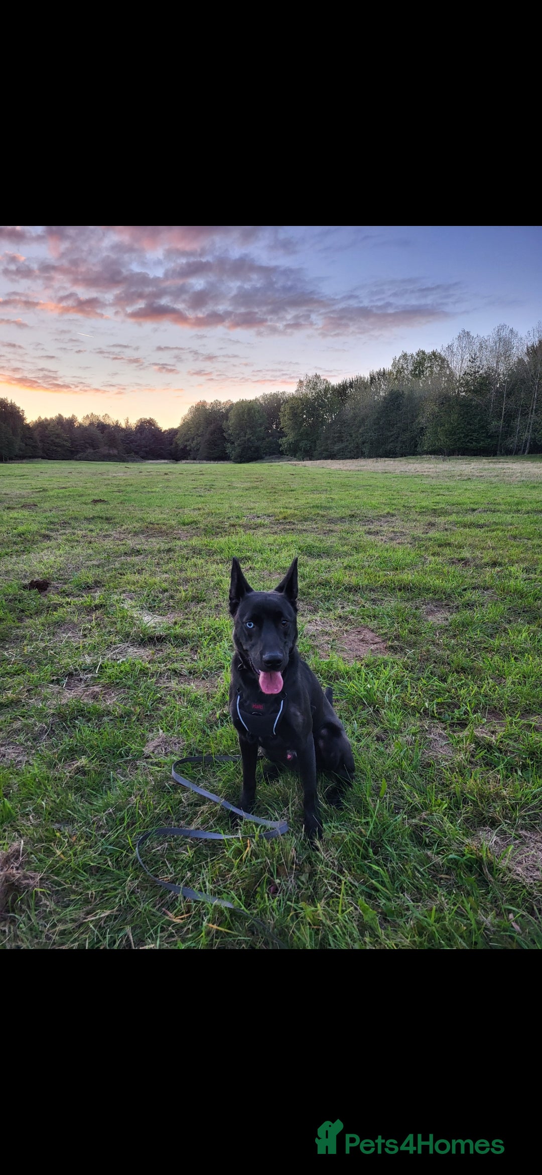 Mixed Breed dogs for sale: German Shepherd x Patterdale - Image 4