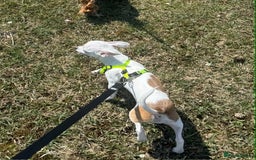 Chihuahua dogs for sale: White chihuahua - Image 2