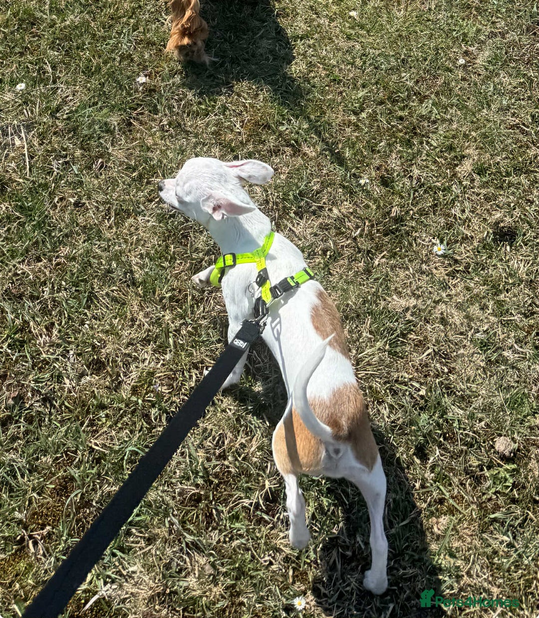 Chihuahua dogs for sale: White chihuahua - Image 2