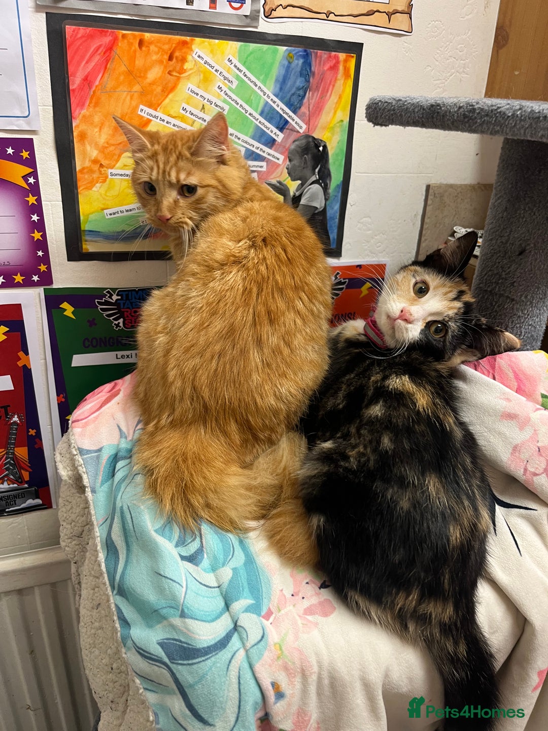 Domestic Shorthair cats for sale: Trixie  - Advert 7