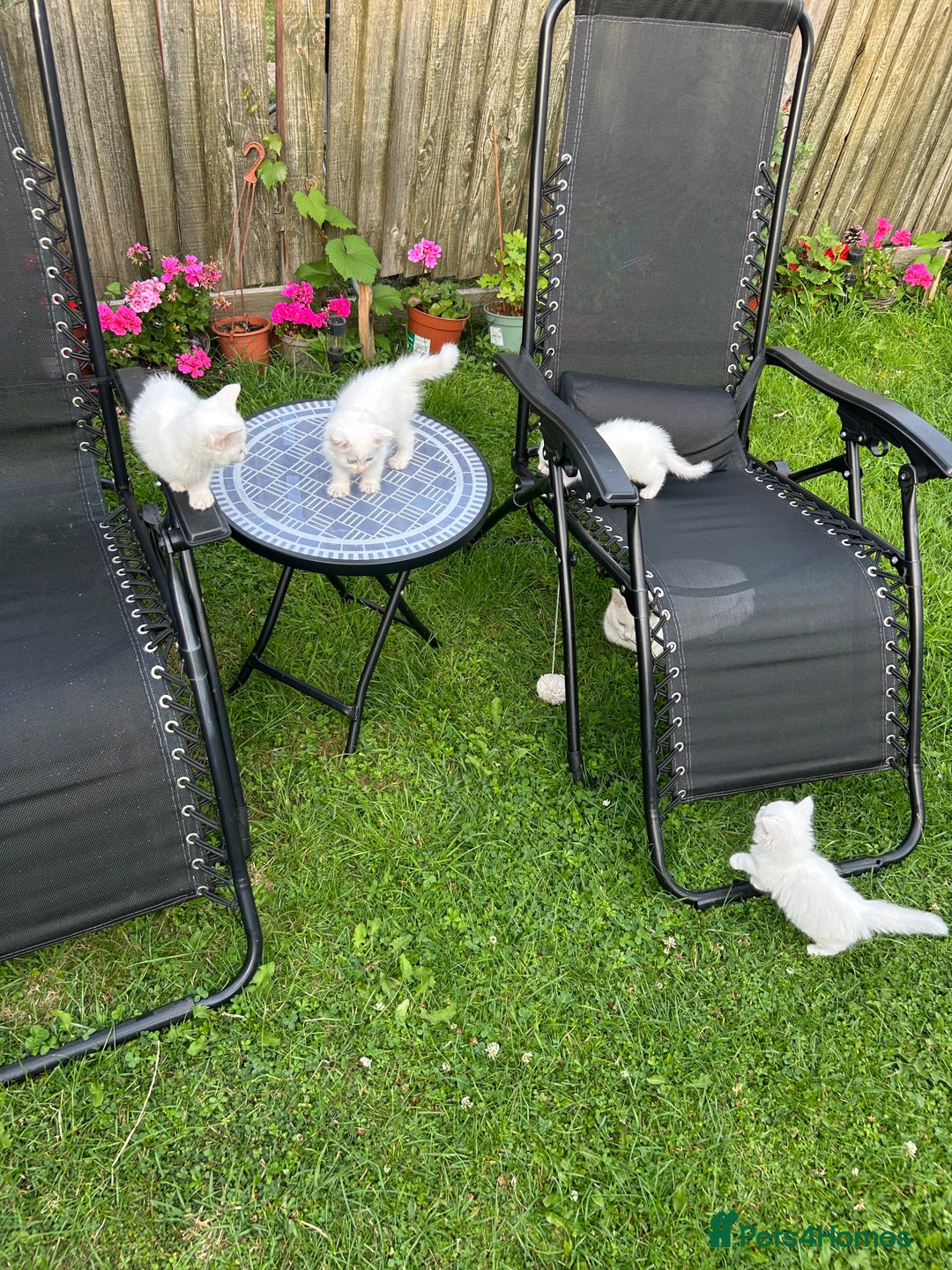 European cats for sale: Little kitten looking for a loving home - Image 9