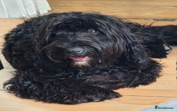 Cocker Spaniel dogs for sale: Romeo  - Image 2