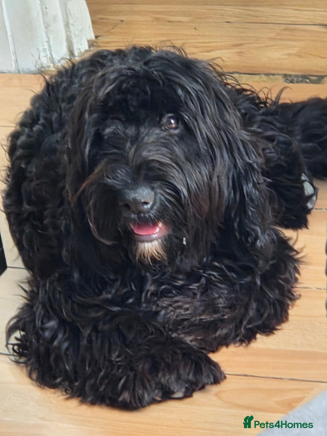 Cocker Spaniel dogs for sale: Romeo  - Image 2