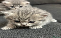 British Shorthair cats for sale: British Shorthair kittens  - Image 10