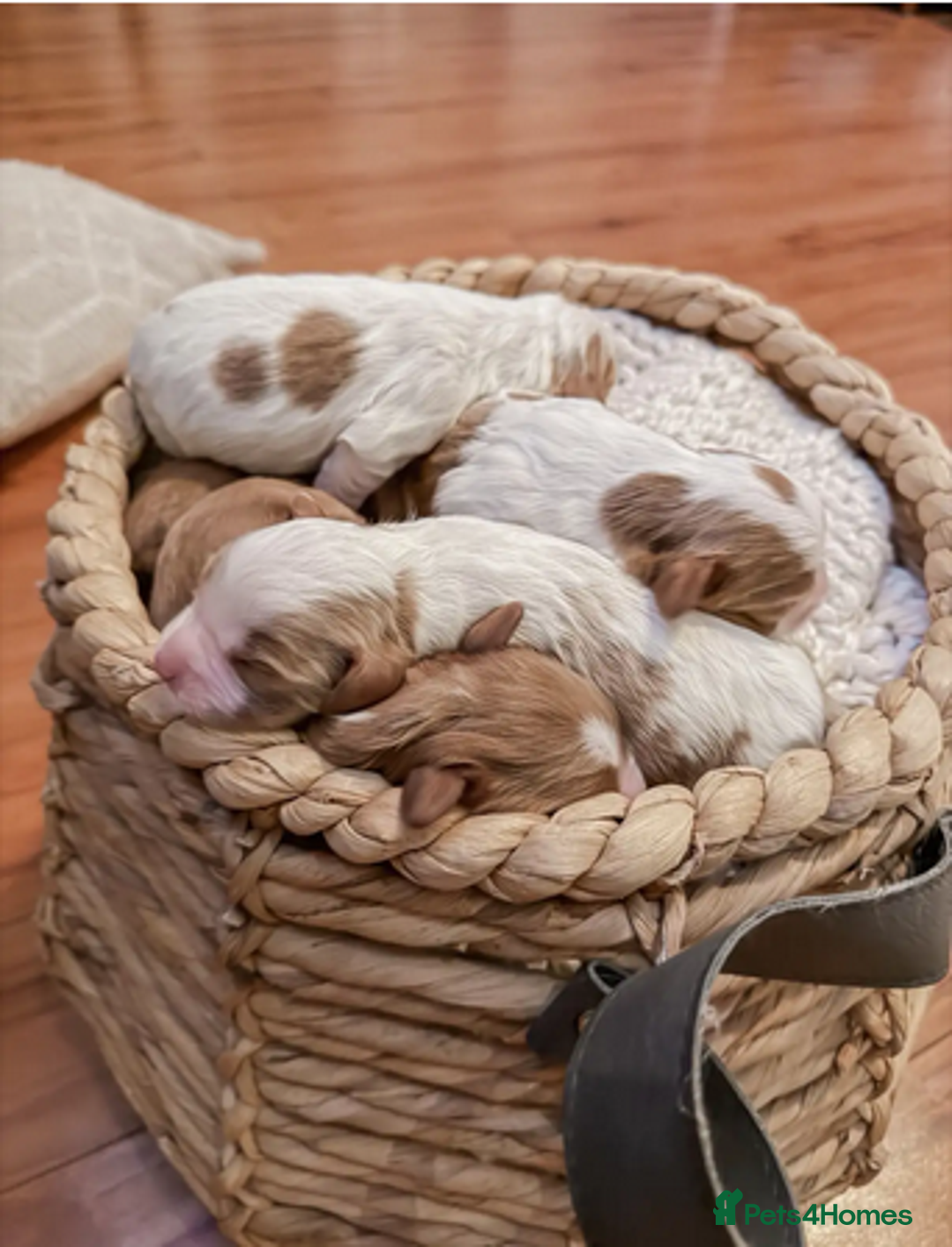 Cavapoo dogs for sale: ✨ Exceptional Toy Cavoodles – Carefully Bred - Advert 3