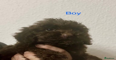 Cockapoo dogs - Advert 5