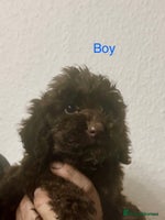 Cockapoo dogs - Advert 5