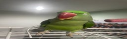 Parrots birds for sale: Stunning female alexandrine IVY - Advert 4