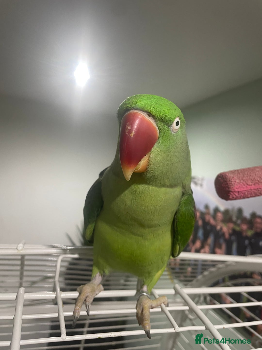 Parrots birds for sale: Stunning female alexandrine IVY - Advert 4