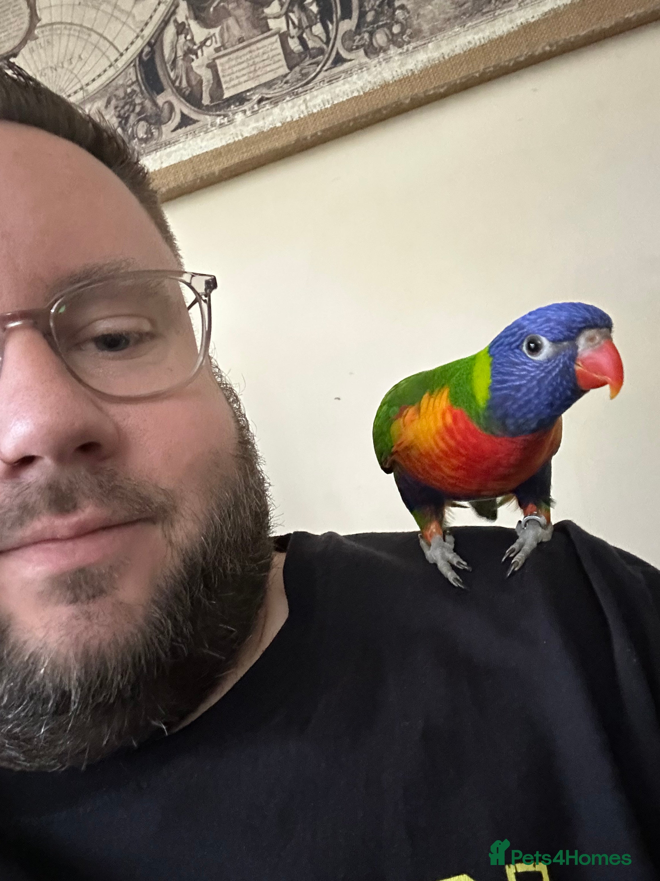 Lorikeets birds Rainbow Lorikeet - Advert 3