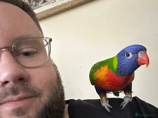 Lorikeets birds Rainbow Lorikeet - Advert 3