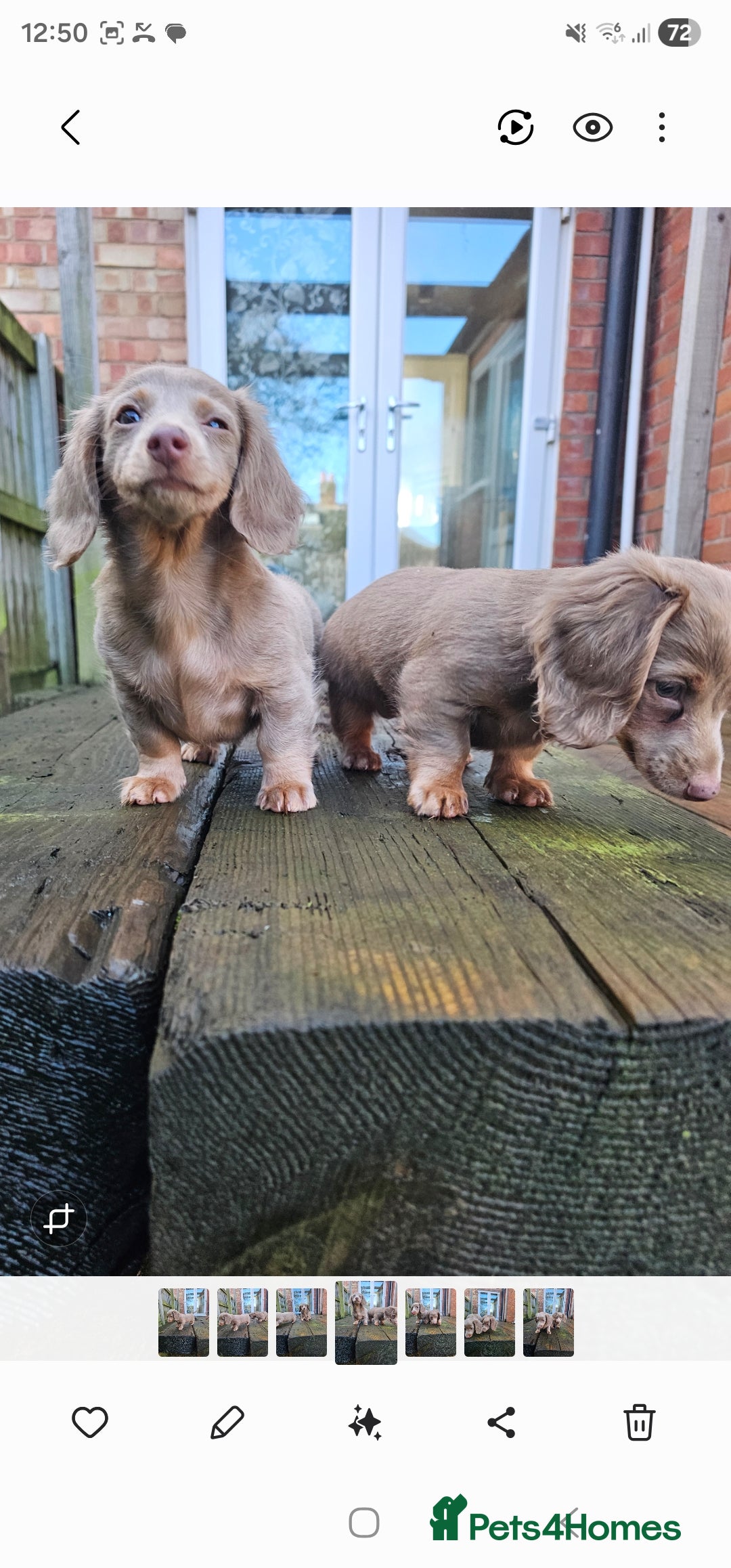 Miniature Dachshund dogs Isabella/Tan Long Hair Miniature Dachshund Pups - Advert 8