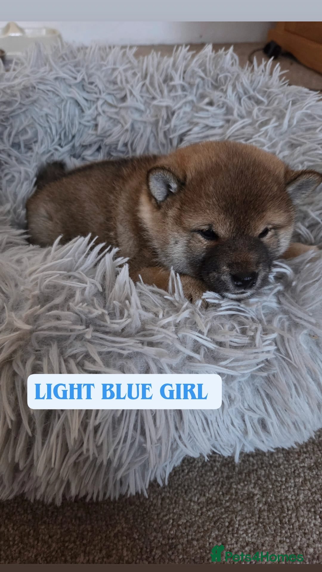 Japanese Shiba Inu dogs for sale: Puppy Shiba inu female - Advert 10