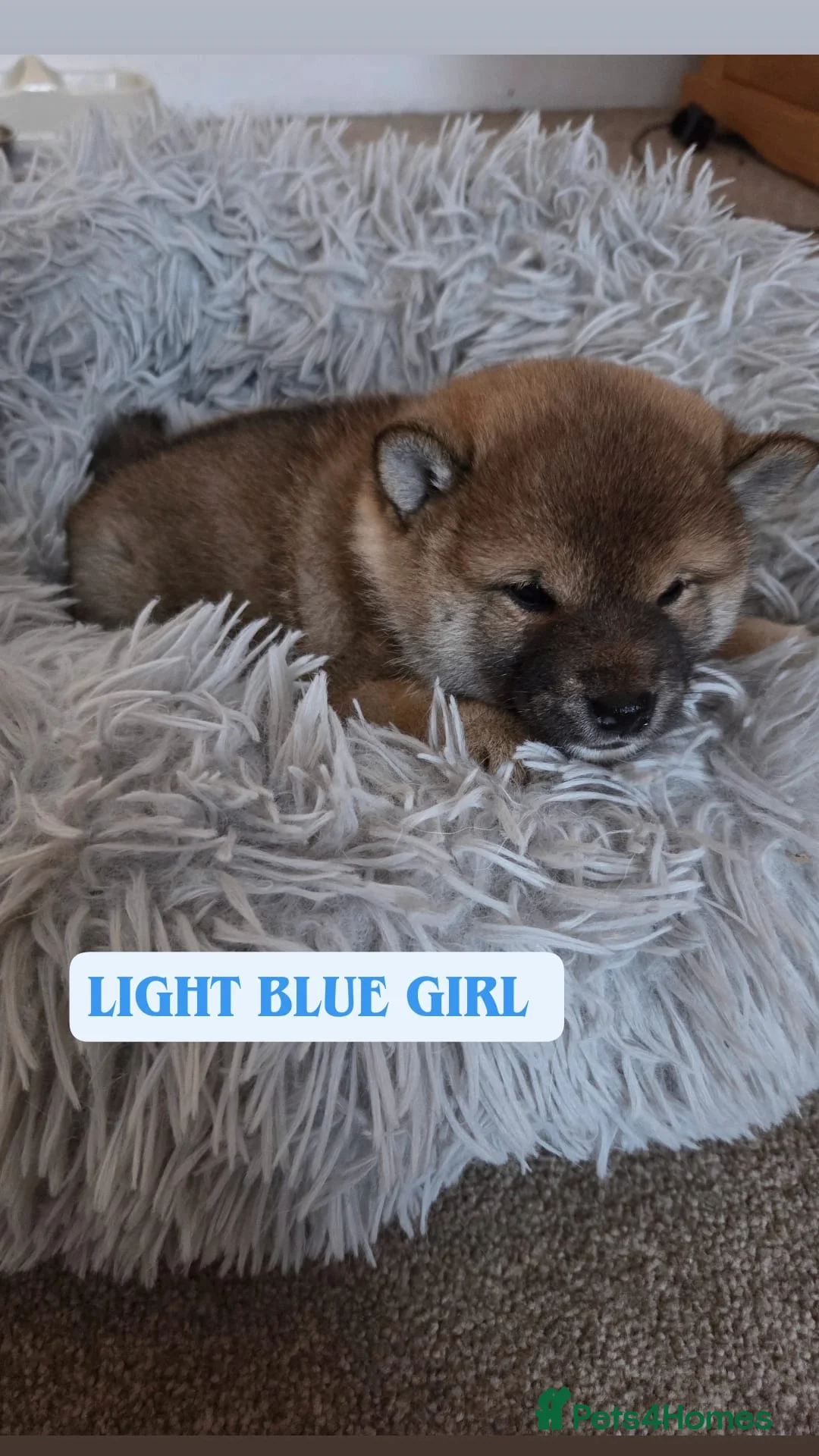 Japanese Shiba Inu dogs for sale: Puppy Shiba inu female - Advert 18