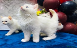 Ragdoll cats for sale: TICA Registered Magnificent Ragdoll kittens  - Image 24