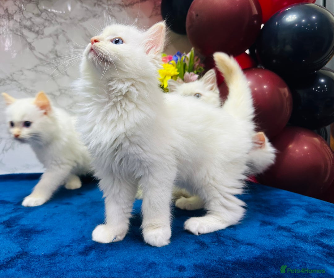 Ragdoll cats for sale: TICA Registered Magnificent Ragdoll kittens  - Image 24