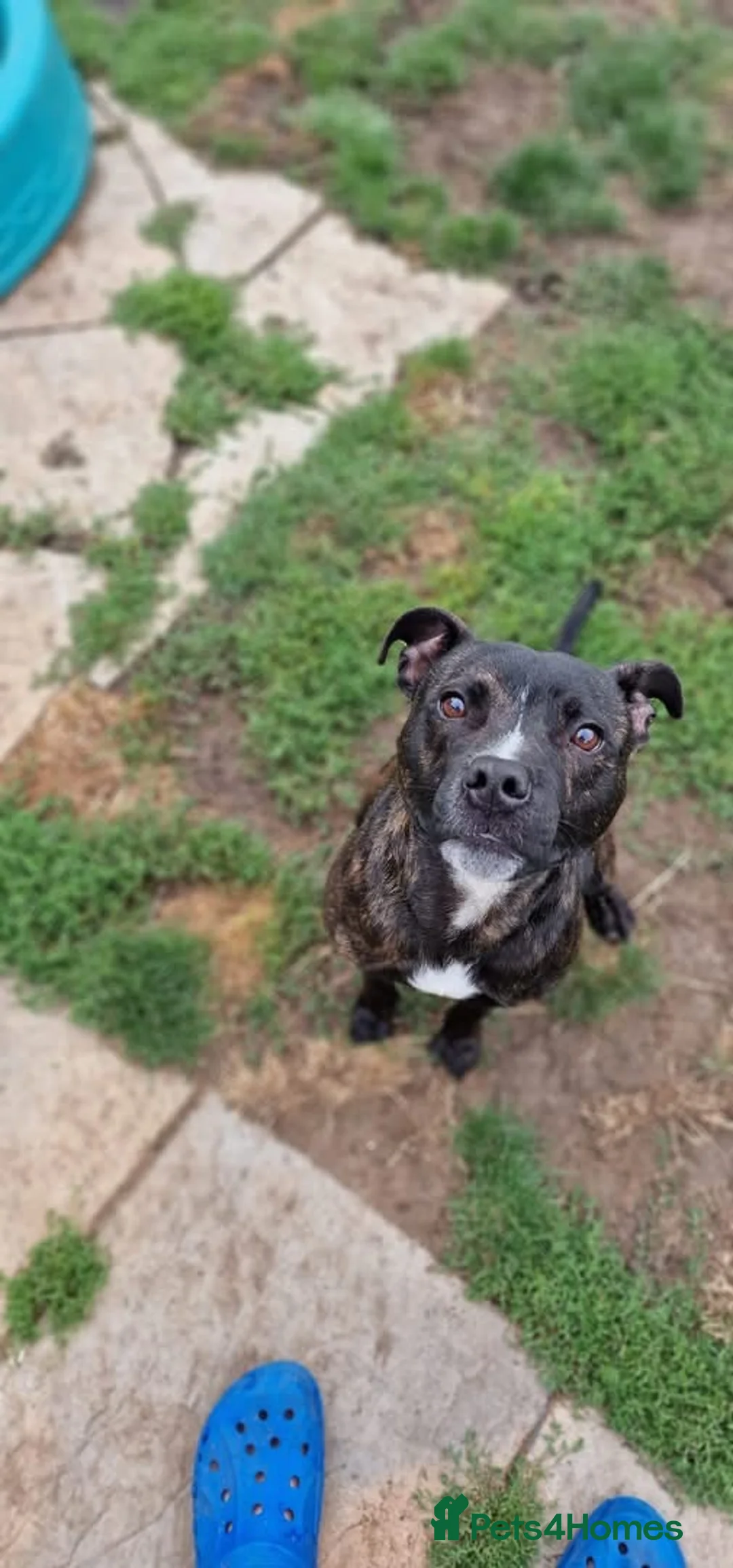 Staffordshire Bull Terrier dogs for sale: 2 year old Staffordshire bull terrier  in Brandon - Advert 6