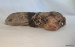 Doxiepoo dogs for sale: Adorable PRA clear daxipoos hypoallergenic  - Image 4