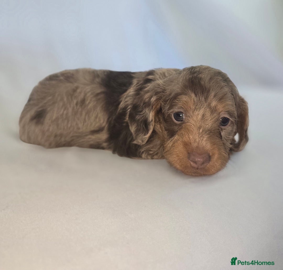 Doxiepoo dogs for sale: Adorable PRA clear daxipoos hypoallergenic  - Image 4
