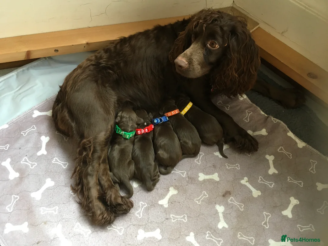 Cocker Spaniel dogs for sale: Beautiful cocker spaniels - Advert 6