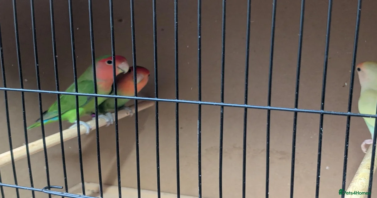 Birds for sale in Bexleyheath, Greater London | Pets4Homes