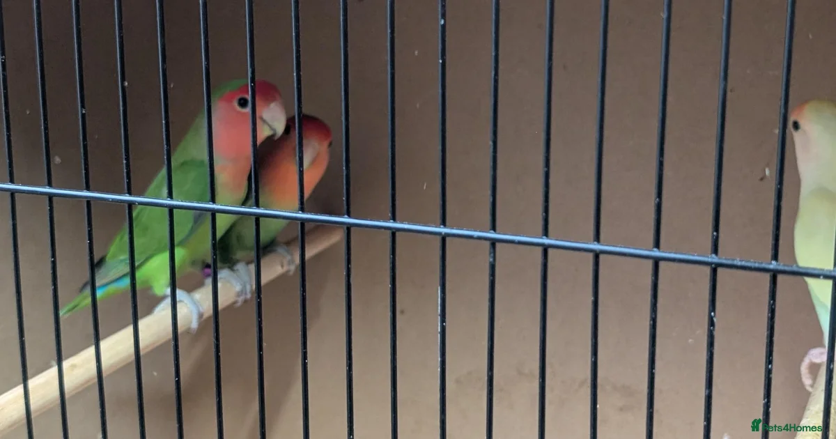 Birds for sale in Bexleyheath, Greater London | Pets4Homes