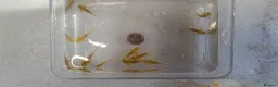 Axolotl reptiles for sale: Axolotl adults, various colours - Advert 3