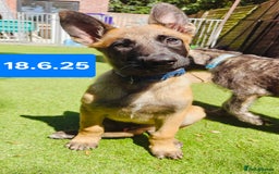 Belgian Shepherd Dog dogs for sale: KC Reg Belgian Shepherd Malinois pups for sale in Newport - Image 21