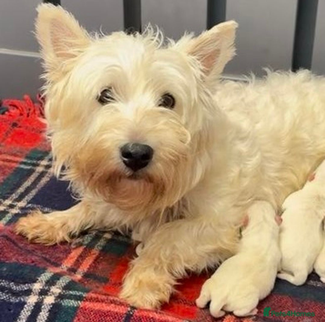 West Highland Terrier dogs for sale: West Highland Terrier pups Dad show lines - Image 10
