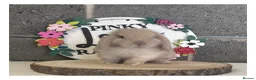 Mini Lop rabbits for sale: ɢᴏʀɢᴇᴏᴜꜱ ᴍɪɴɪ ʟᴏᴘꜱ ꜰᴏʀ ꜱᴀʟᴇ - Advert 4