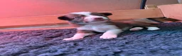 Border Collie dogs for sale: Red & white tri Merle border collie puppies puppy - Advert 7
