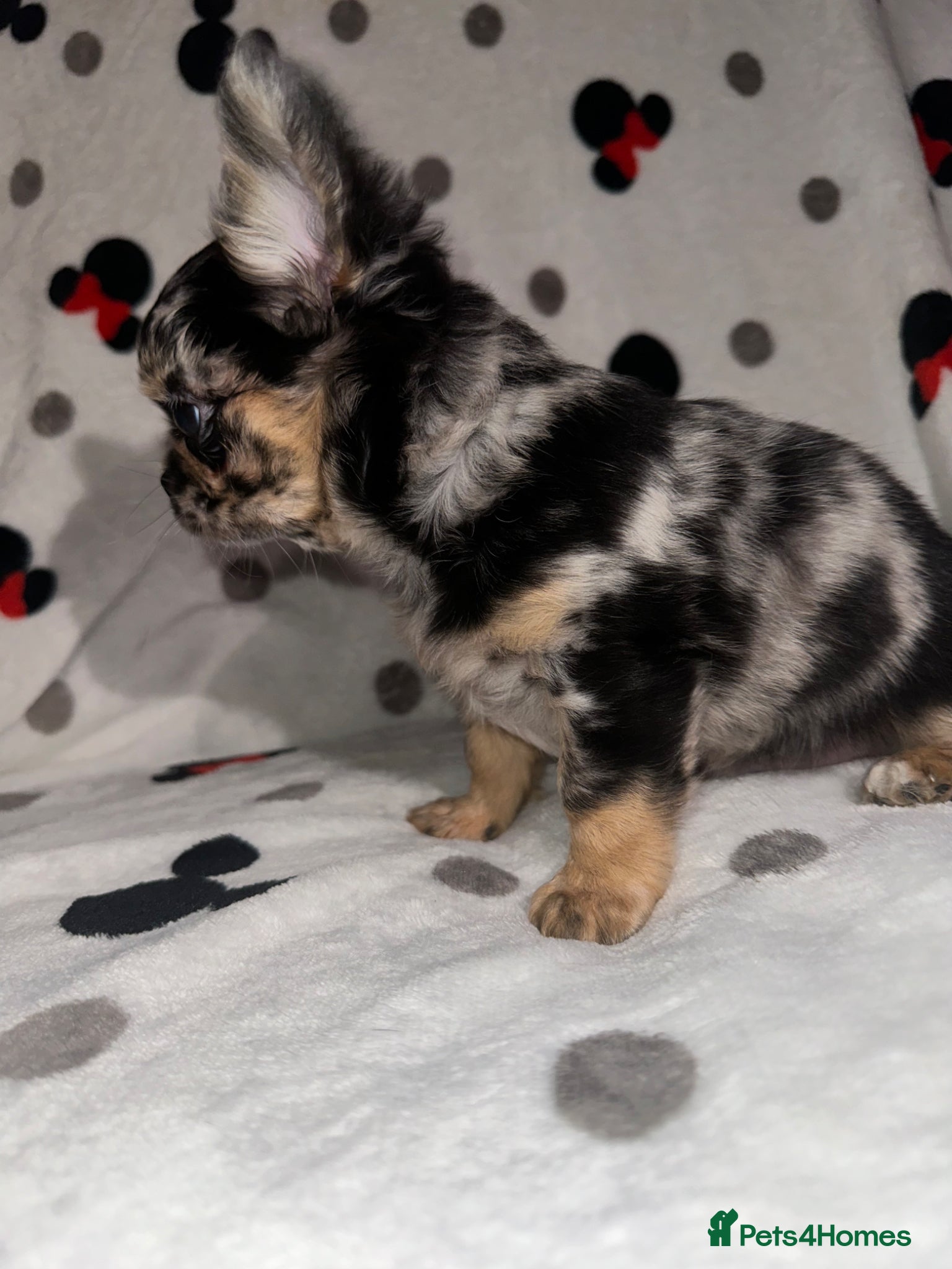 Chihuahua dogs Longhair Chihuaha Puppys - Advert 1