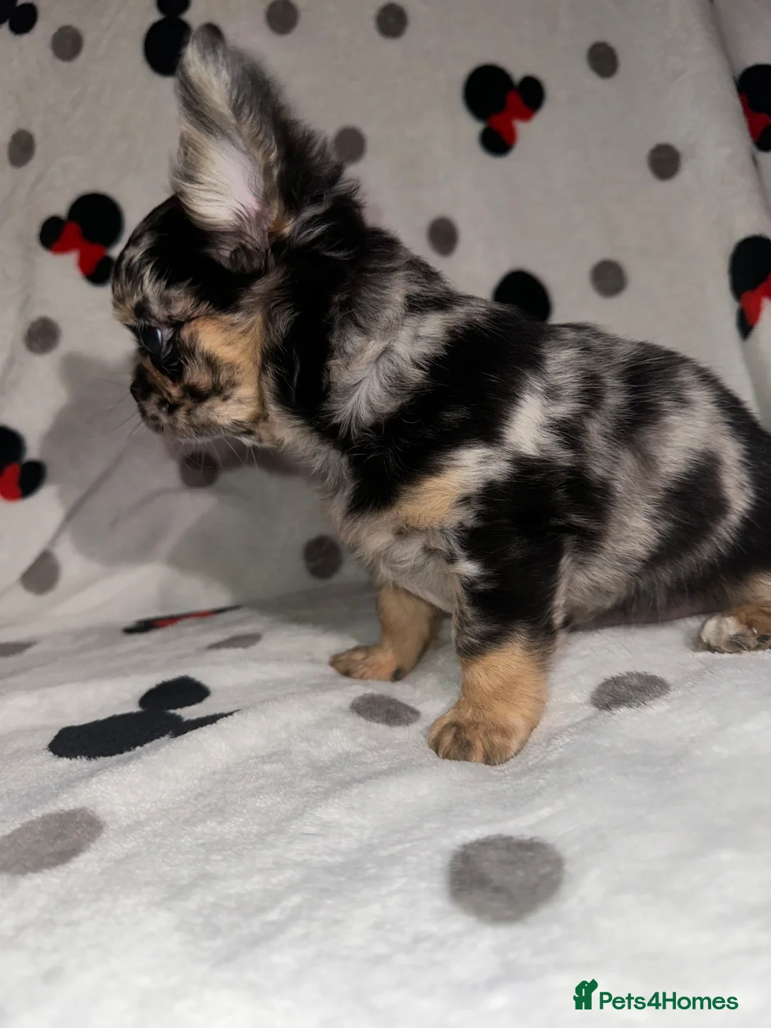 Chihuahua dogs for sale: Longhair Chihuaha Puppys - Advert 1