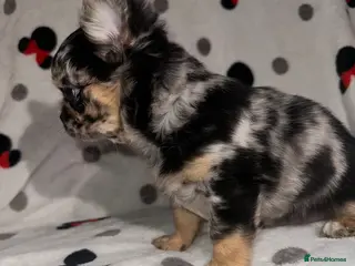 Chihuahua dogs Longhair Chihuaha Puppys - Advert 5