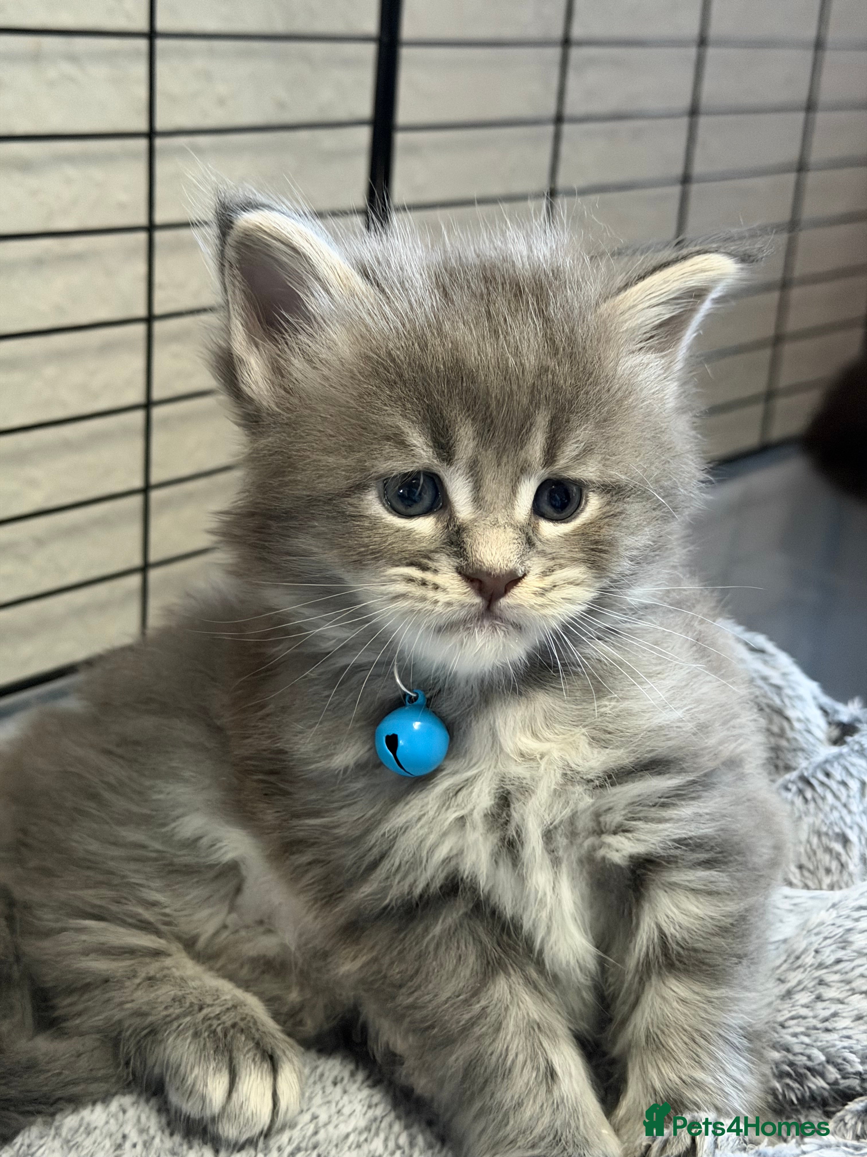 Maine Coon cats 2 Left - Gentle, Playful, Affectionate Maine Coons - Advert 2