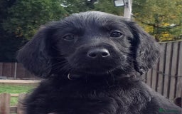 Labradoodle dogs for sale: Labradoodle Puppies for sale - Image 1