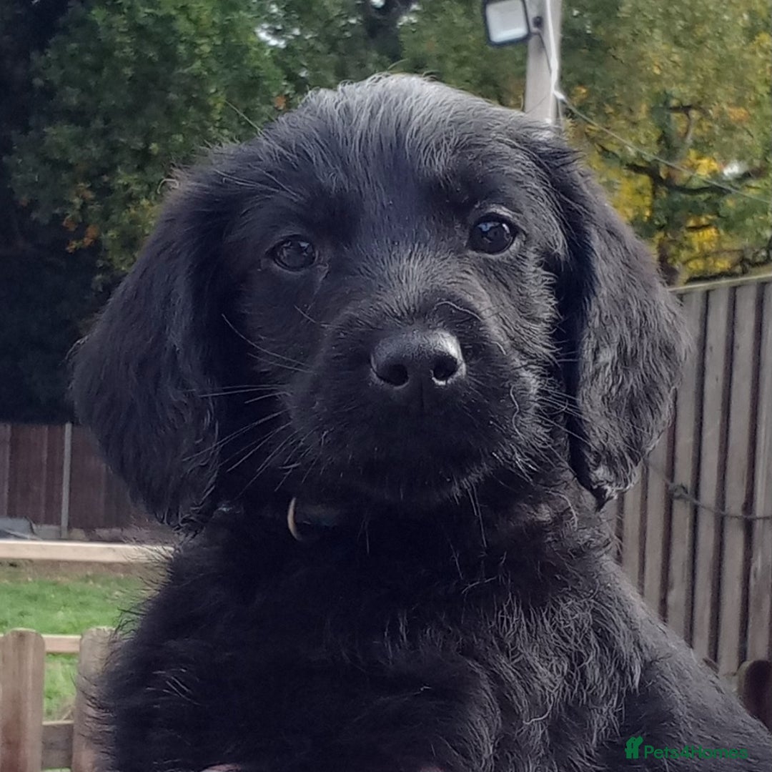 Labradoodle dogs for sale: Labradoodle Puppies for sale - Image 1