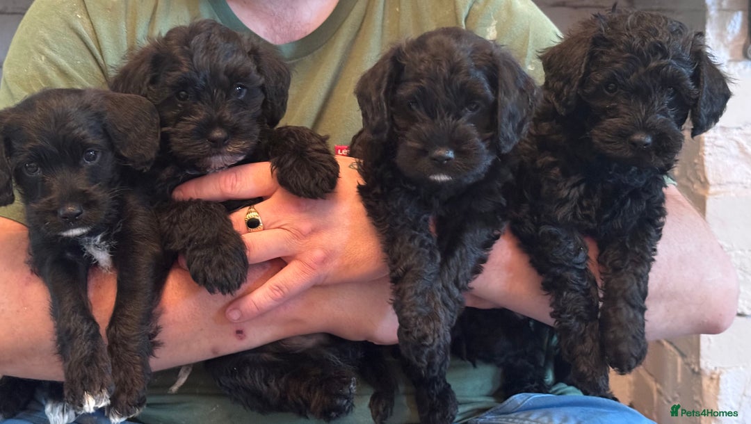 Mixed Breed dogs for sale: 🤎 Miniature Schnauzer X Cockapoo 🤎 - Image 1