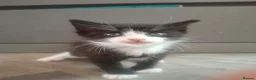 Mixed Breed cats for sale: Ginger fluffy female and black and white male - Advert 3