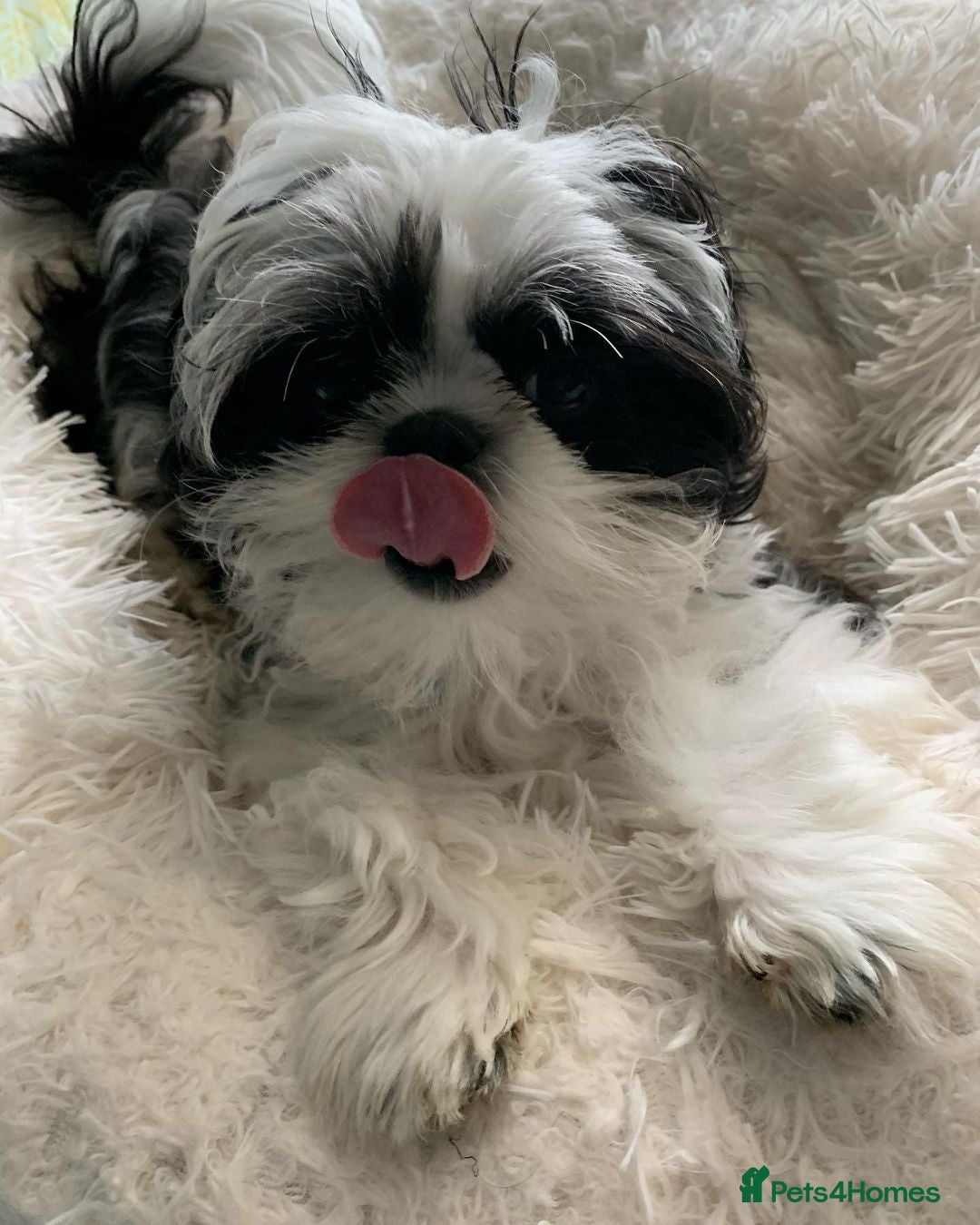 Shih Tzu dogs for sale: Shih Tzu for Rehome - Image 4