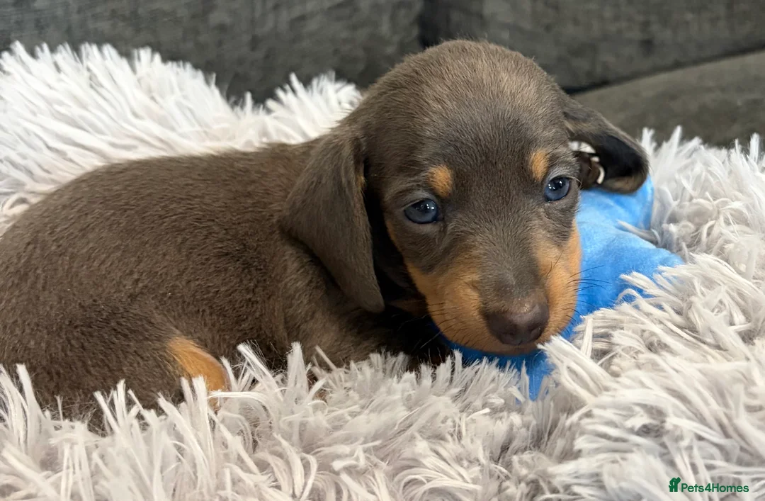Miniature Dachshund dogs for sale: KC registered miniature dachshund pups smooth coat - Advert 3